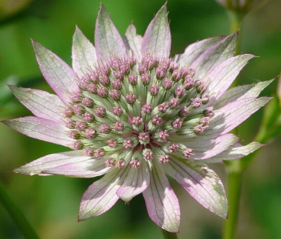 Astrantia major Florence JAUNUMS 2025